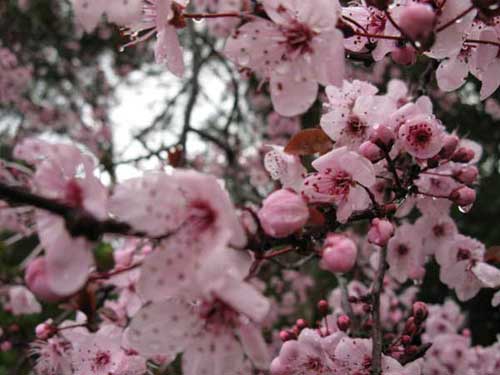 Cherry Blossoms - Copyright © Business-In-Site (IMG 021)